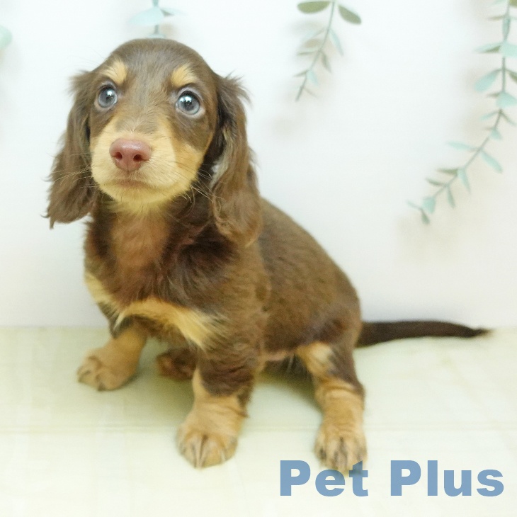 カニーンヘン・ダックスフンドの写真2