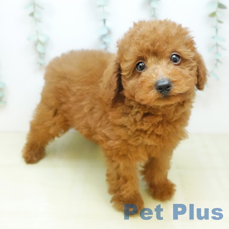 トイ・プードル