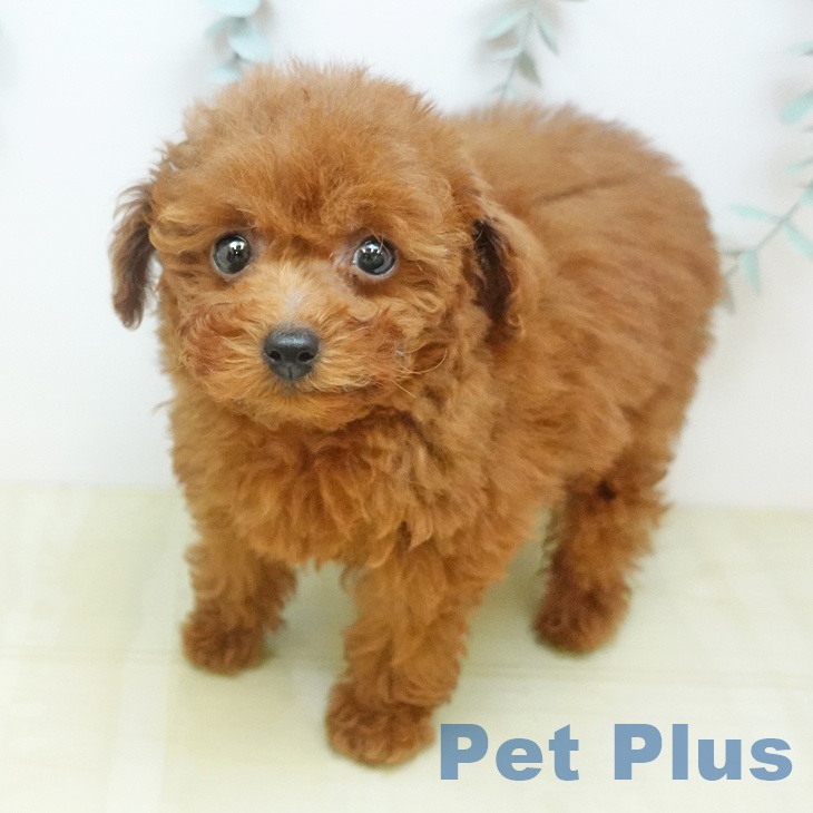 トイ・プードル