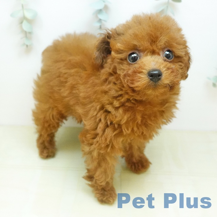 トイ・プードルの写真2