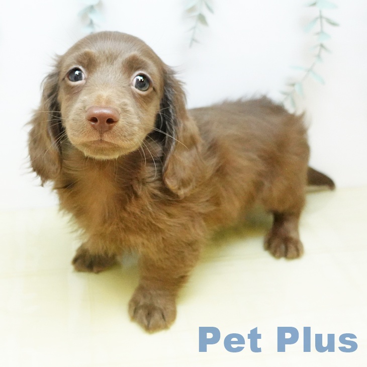 ミニチュア・ダックスフンド