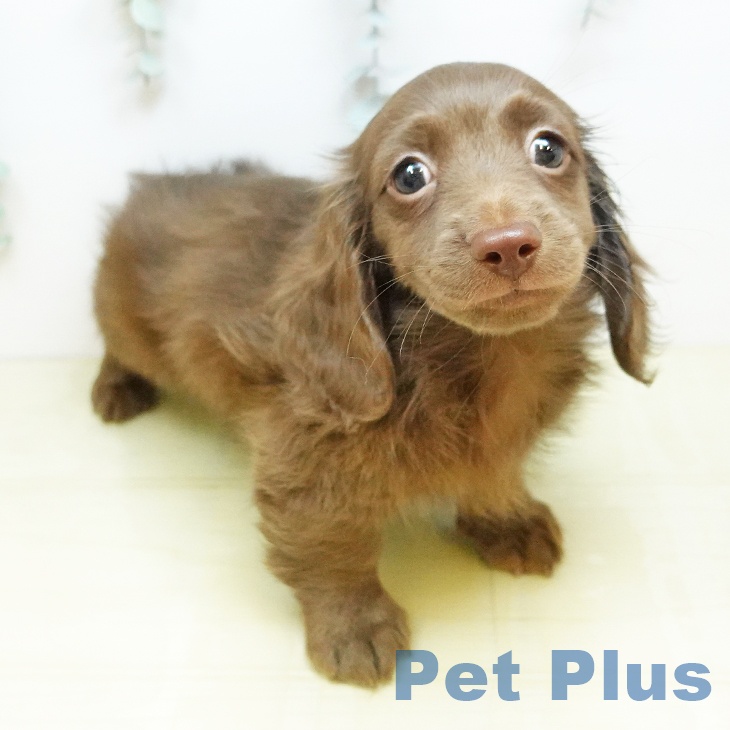 ミニチュア・ダックスフンドの写真2