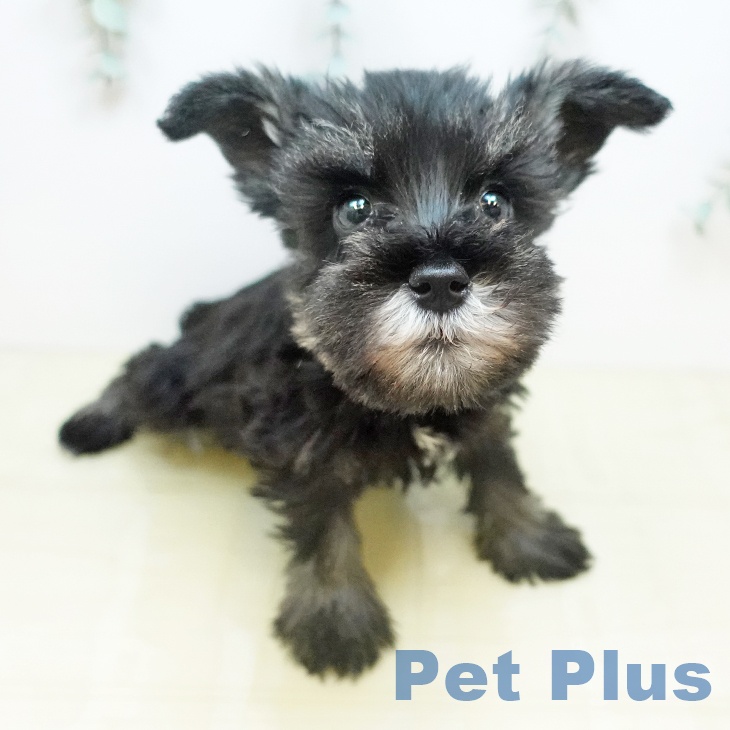 ミニチュア・シュナウザー