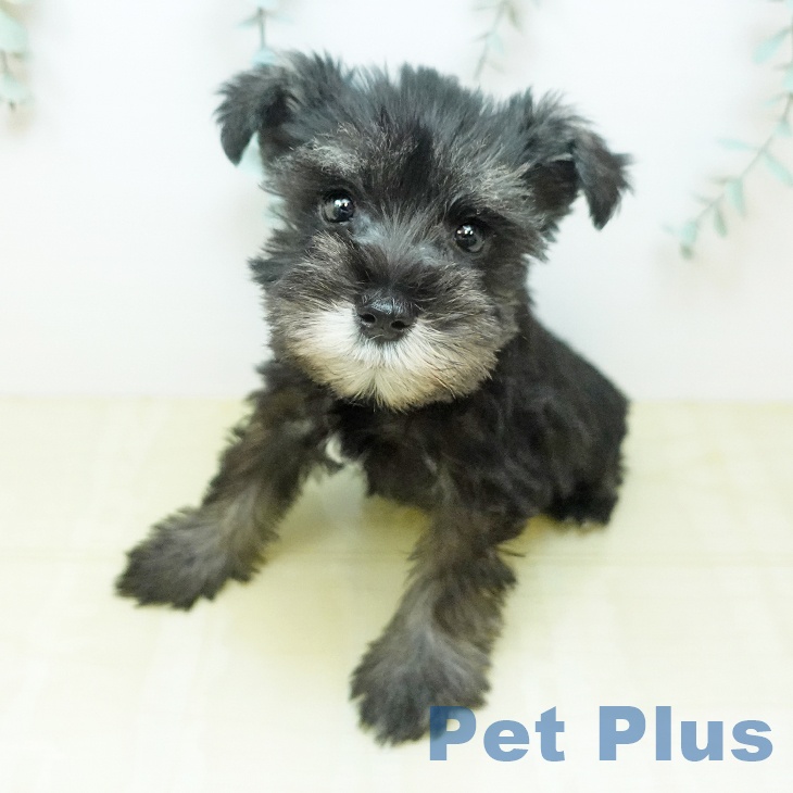 ミニチュア・シュナウザー