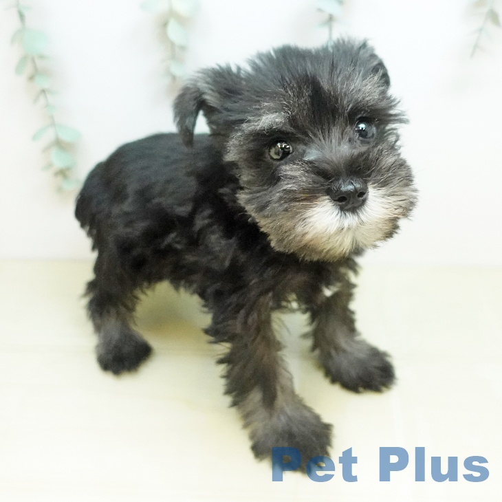 ミニチュア・シュナウザーの写真2