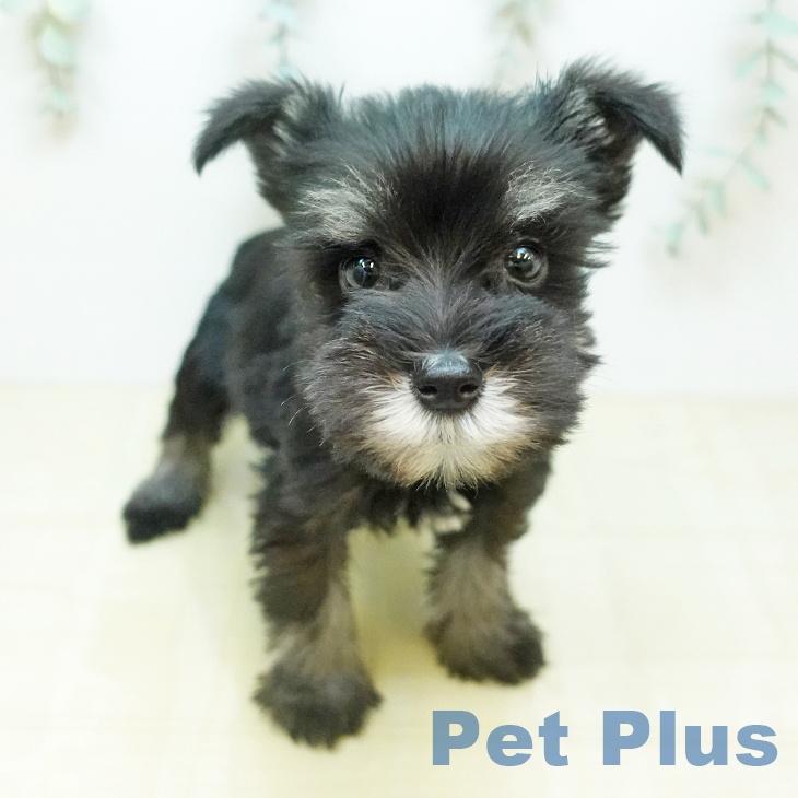 ミニチュア・シュナウザー