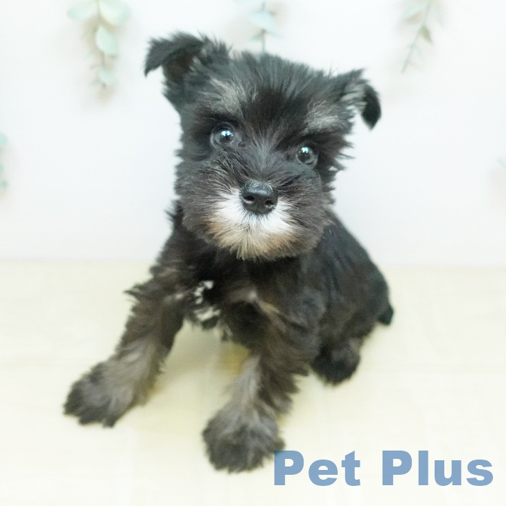 ミニチュア・シュナウザーの写真2