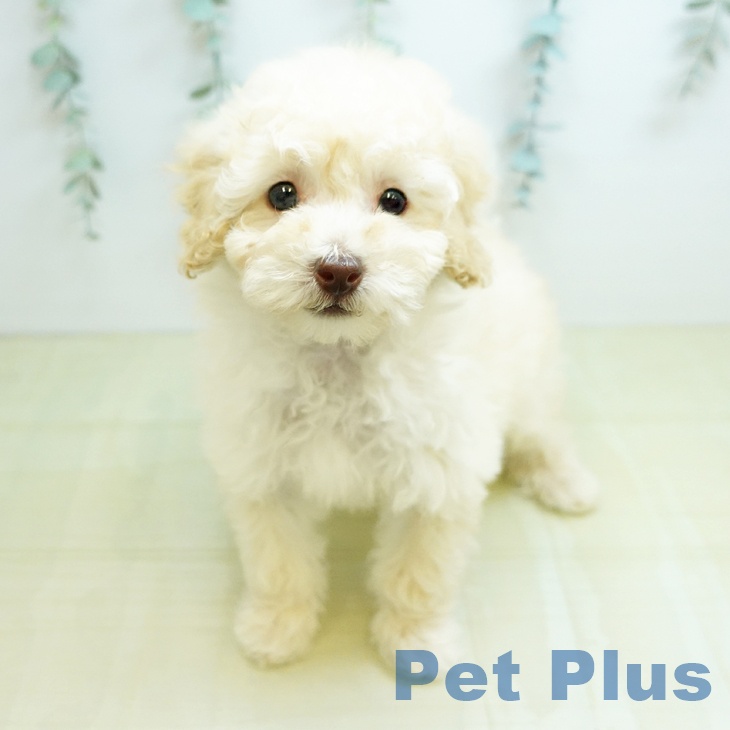 トイ・プードル