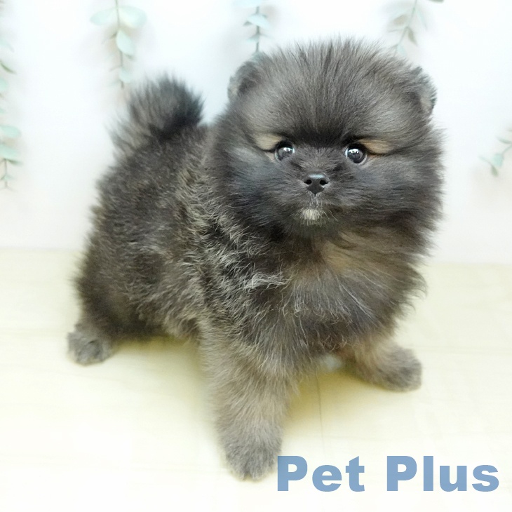 ポメラニアンの写真2