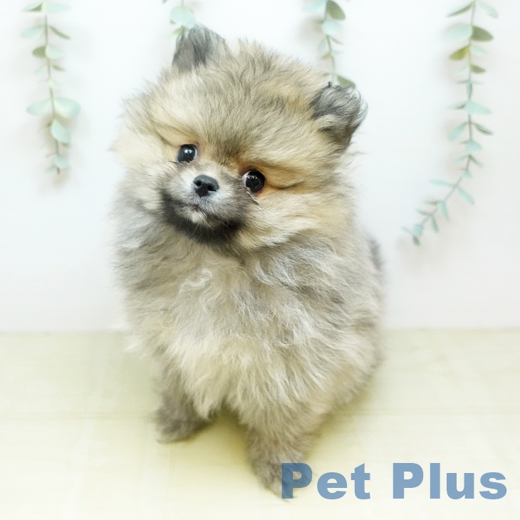 ポメラニアンの写真2