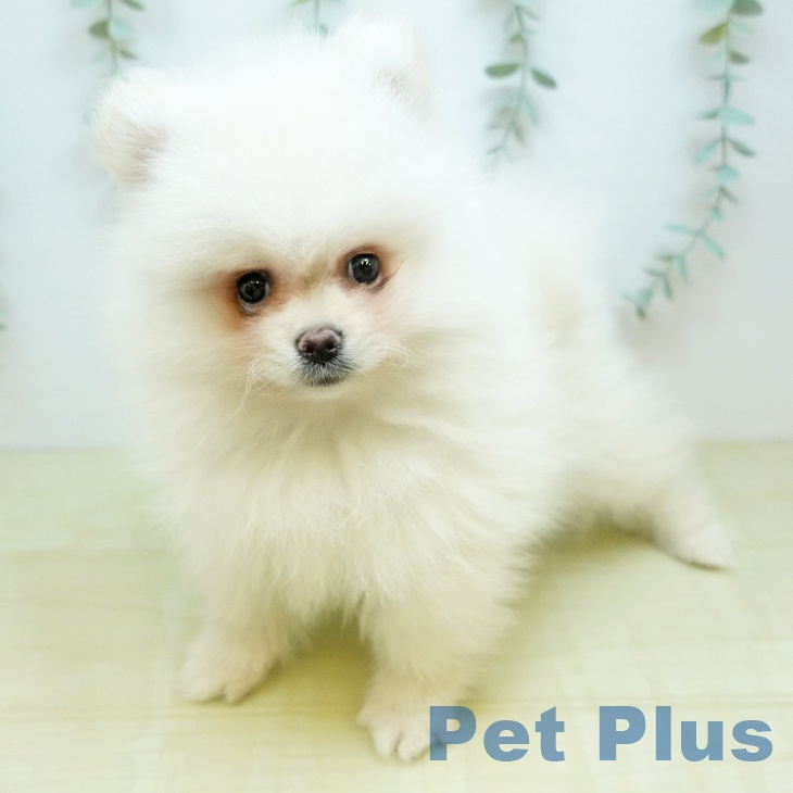 ポメラニアンの写真2