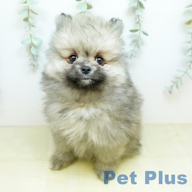 ポメラニアンの写真2