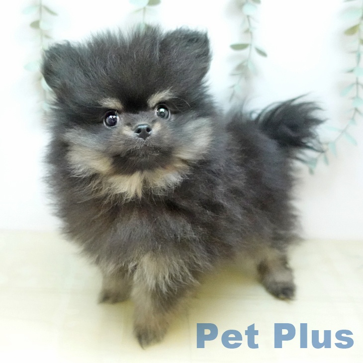 ポメラニアンの写真2