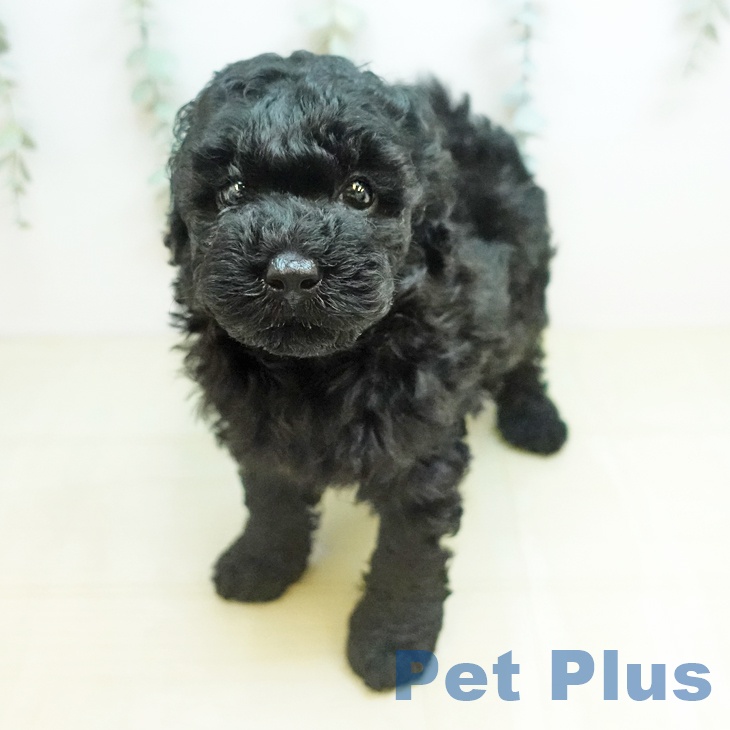 トイ・プードル