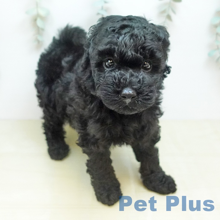 トイ・プードルの写真2