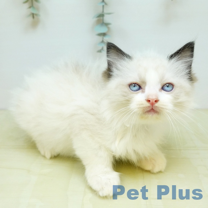 ラグドールの写真2