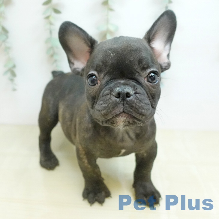 フレンチ・ブルドッグ