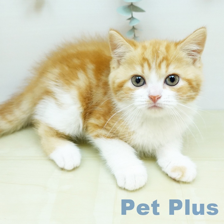 スコティッシュフォールド