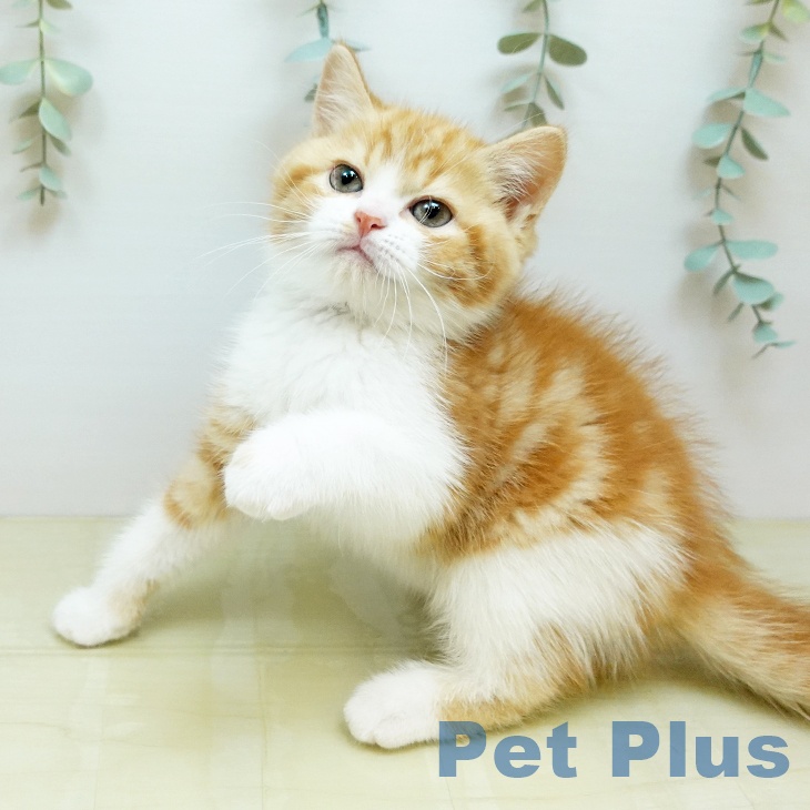 スコティッシュフォールドの写真2