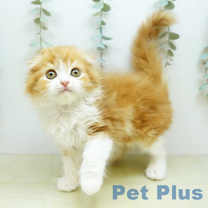 スコティッシュフォールド