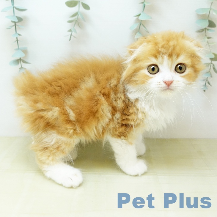 スコティッシュフォールドの写真2