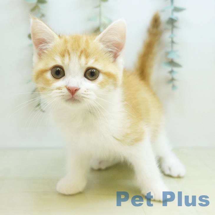 スコティッシュフォールドの写真2