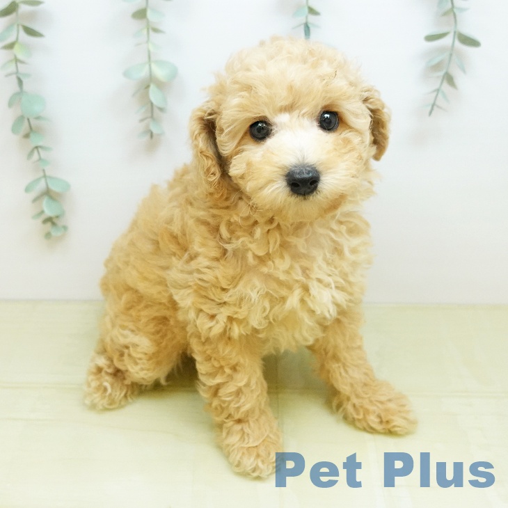 トイ・プードル