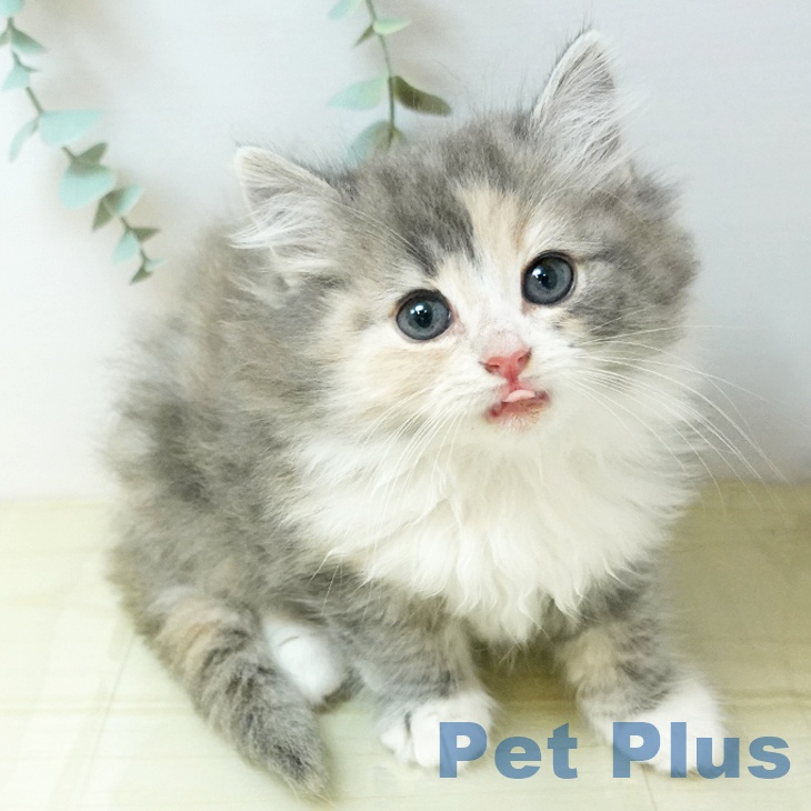 ノルウェージャンフォレストキャット