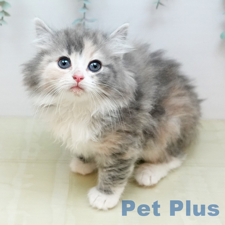 ノルウェージャンフォレストキャットの写真2