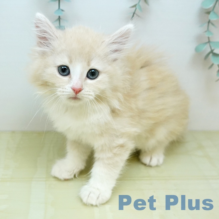 ノルウェージャンフォレストキャット