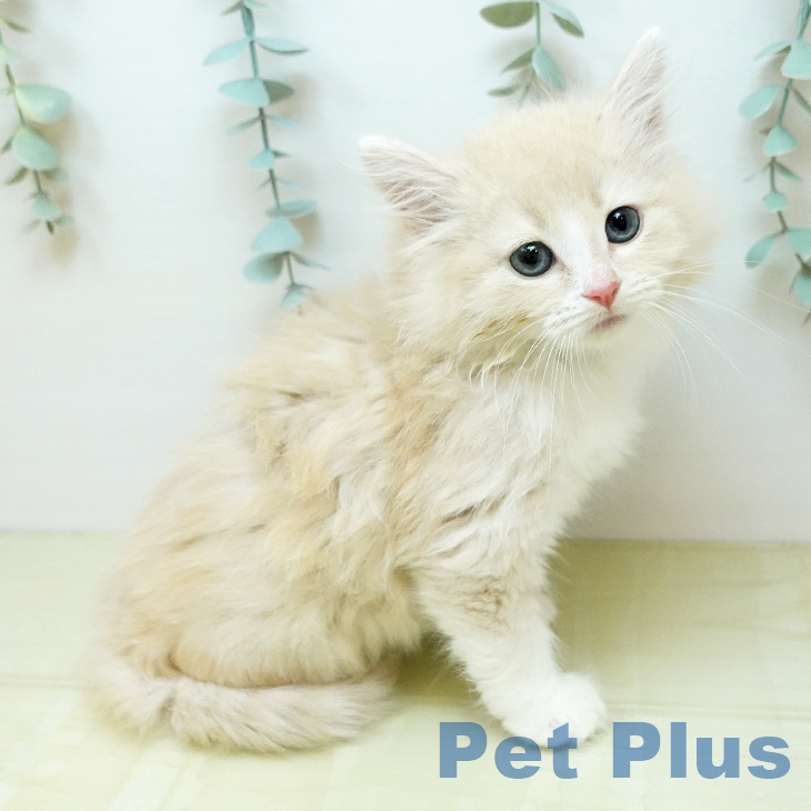 ノルウェージャンフォレストキャットの写真2