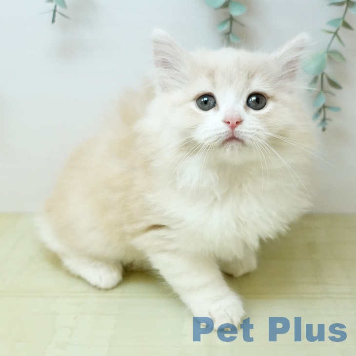 ノルウェージャンフォレストキャット