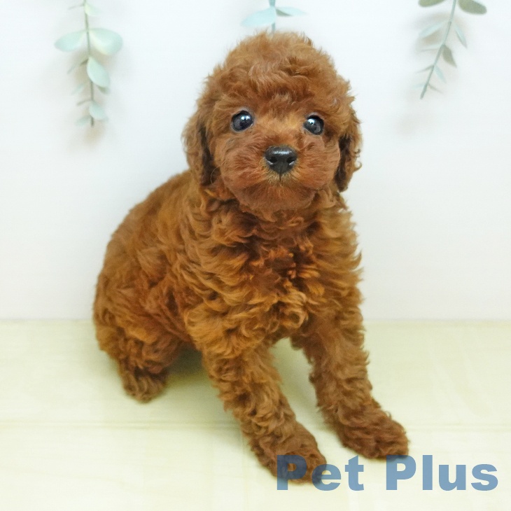 トイ・プードル