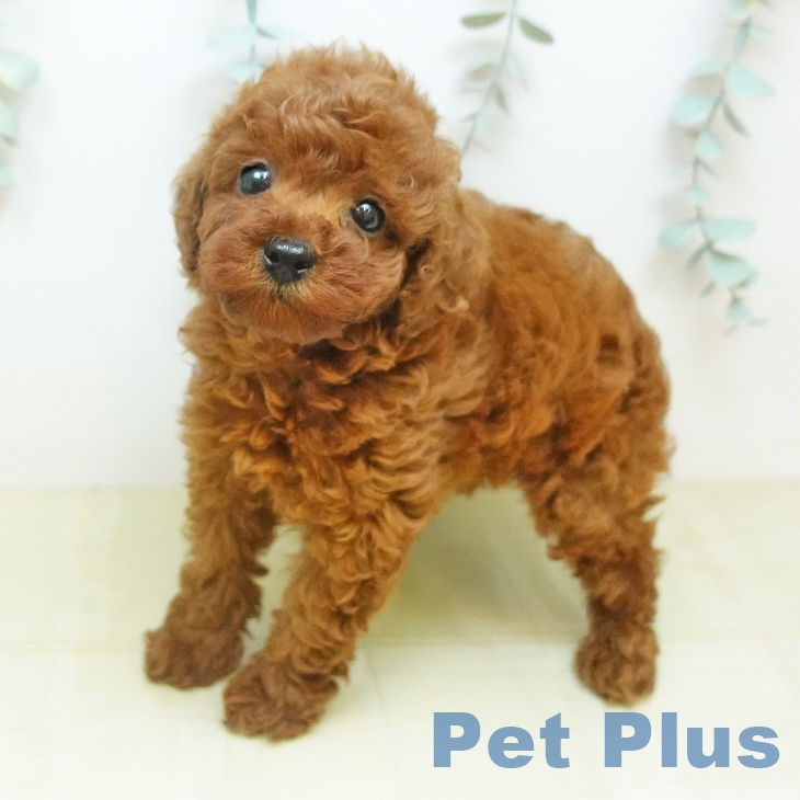 トイ・プードル