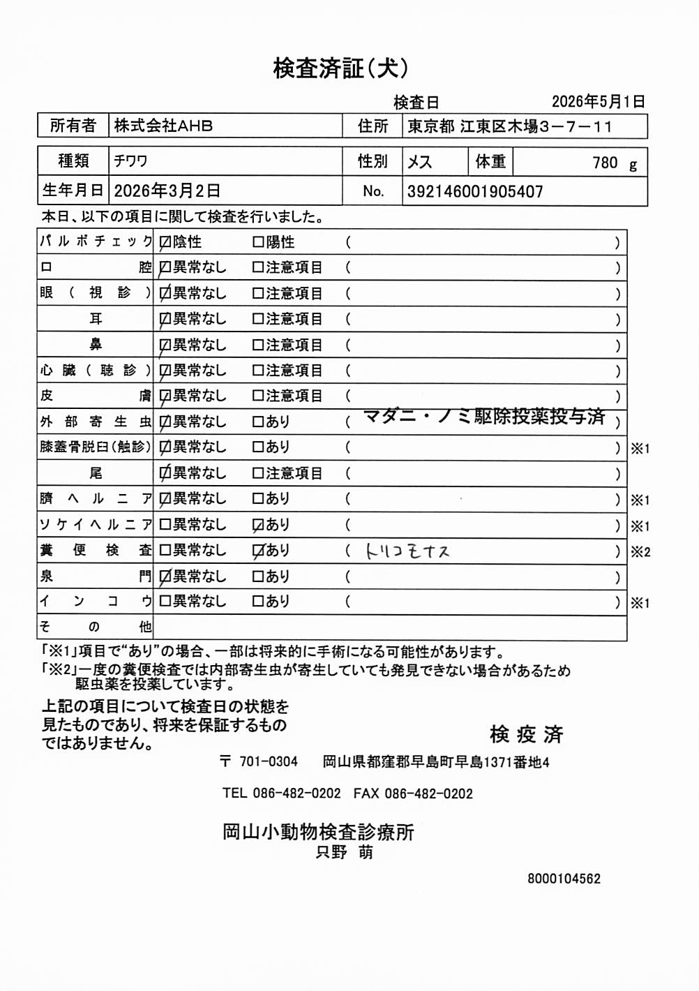 チワワ