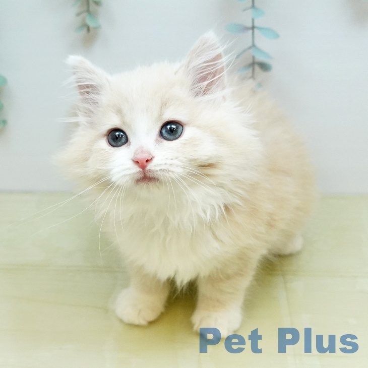 ノルウェージャンフォレストキャットの写真2
