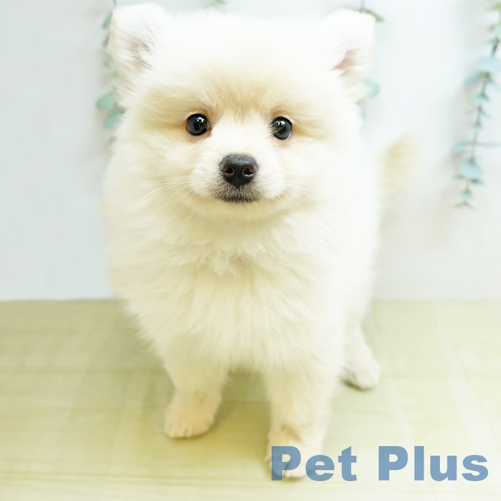 ポメラニアンの写真2