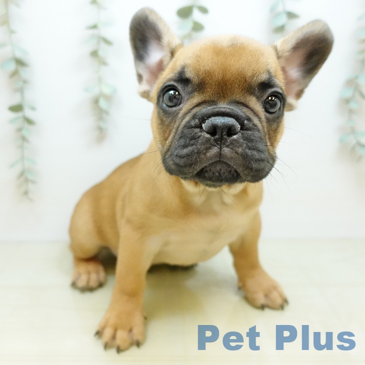 フレンチ・ブルドッグの写真2
