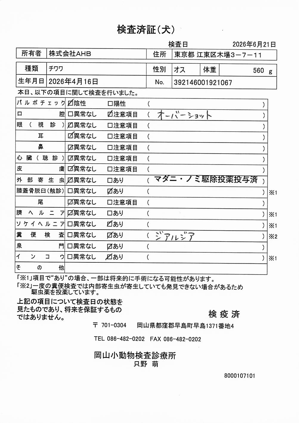 チワワ