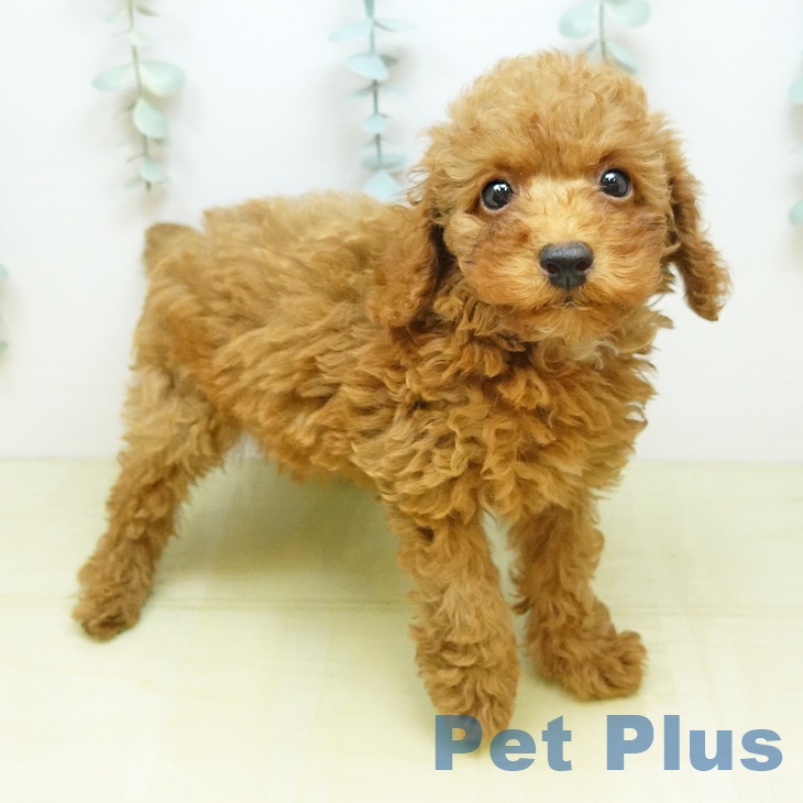 トイ・プードル