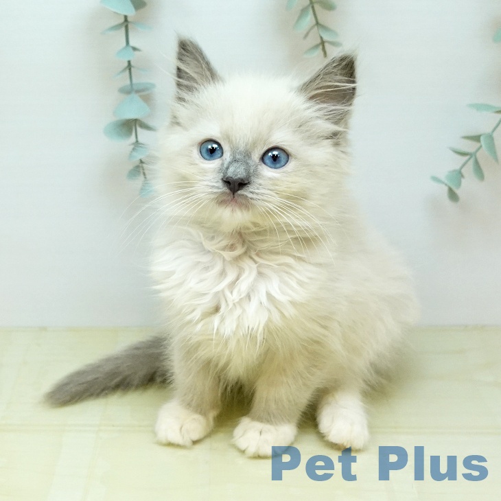 ラグドール
