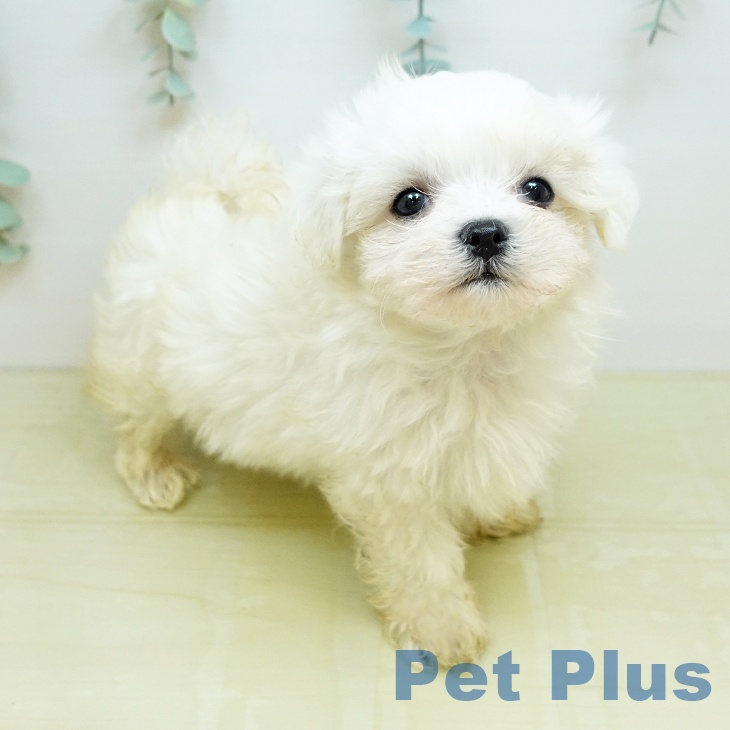 マルチーズ