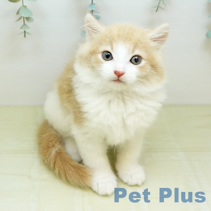 ノルウェージャンフォレストキャットの写真2