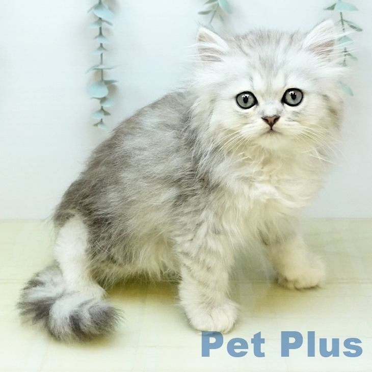 ペルシャの写真2