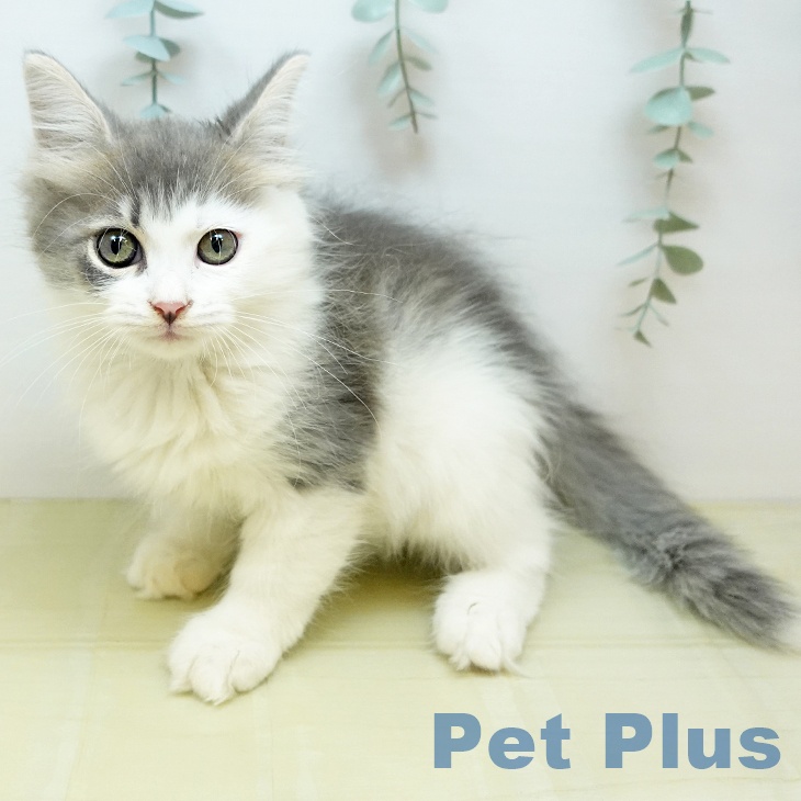 サイベリアンの写真2