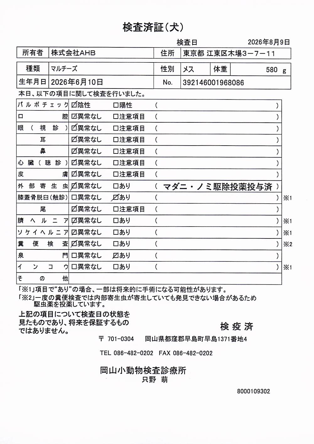 マルチーズ