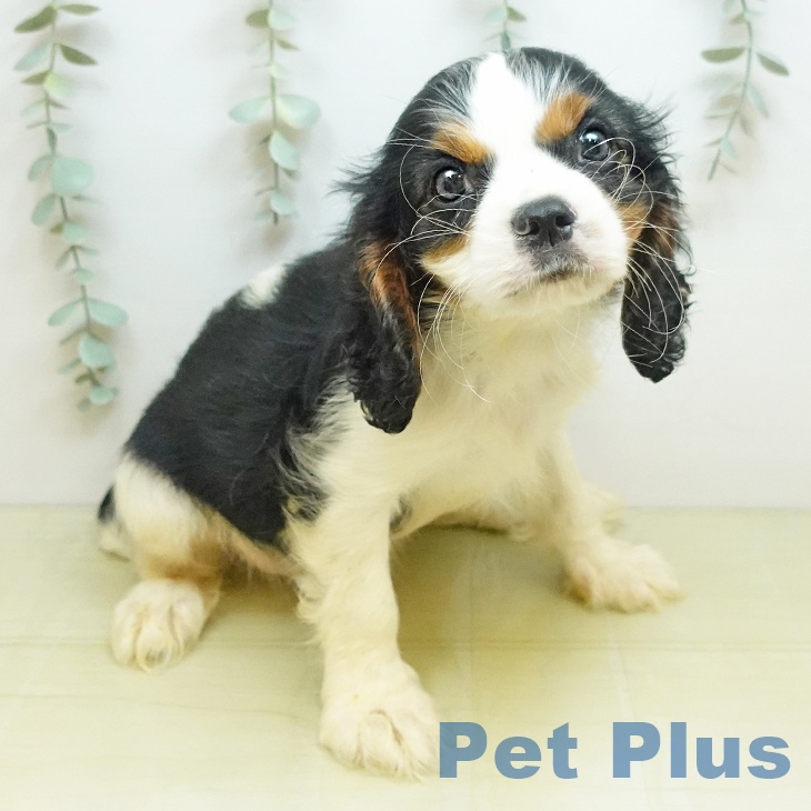 キャバリア・キングチャールズ・スパニエル