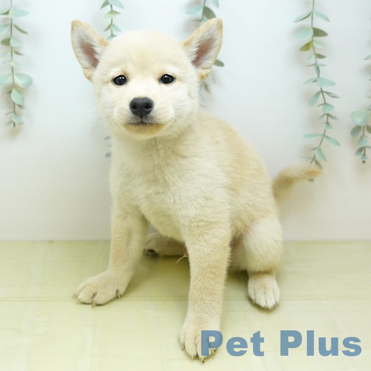 柴