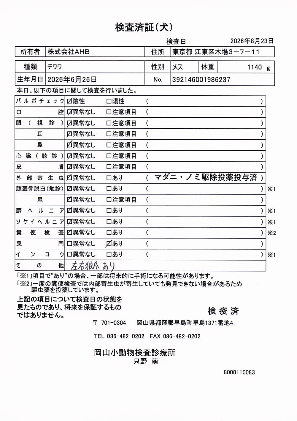 チワワ