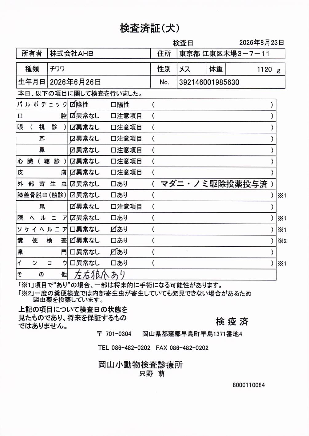 チワワ